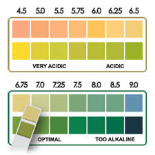 Image result for saliva pH test strips