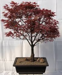 anese red maple bonsai tree acer