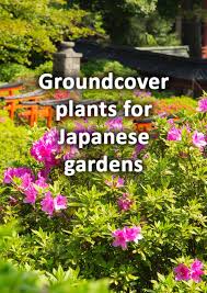 Groundcover Plants For Japanese Gardens