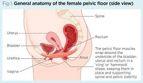Anatomic relationship between the vaginal apex and the bony architecture of the pelvis: Female Pelvic Floor 1 Anatomy And Pathophysiology Nursing Times