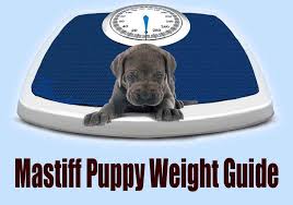 mastiff puppy weight guide weekly