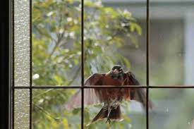 Птичка заглядывает в окно к чему