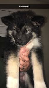 Browse thru our id verified puppy for sale listings to find your perfect puppy in your area. Gerberian Shepsky Puppies Petclassifieds Com