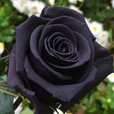 200 black rose pictures wallpapers com