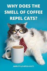 do coffee grounds keep cats away