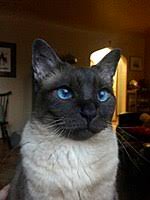 Learn about the history, personality apparently, in siam, the stunning cats were exclusive to the royal family and the higher class. Siamese Cat Wikipedia