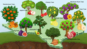 Fruit Trees In Texas Listed For Every