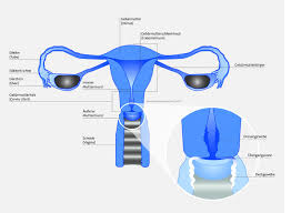 Der gebärmutterhals ist innen von einer schleimhaut ausgekleidet: Gebarmutterhalskrebs Fruherkennung
