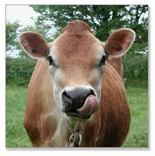 Cow's Lick | Cow, Fluffy cows, Cow pictures