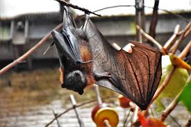 humane methods of bat removal