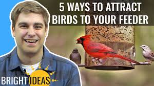 to attract birds to your bird feeder
