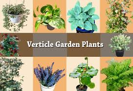 vertical garden plants 10 plants