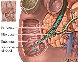 Exocrine cancers are by far the most common type of pancreas cancer. Pancreatic Cancer Information Mount Sinai New York