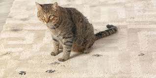 feline friend is targeting your carpet