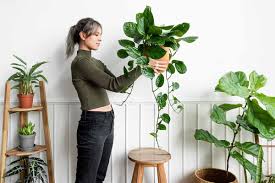 23 of the best um light houseplants