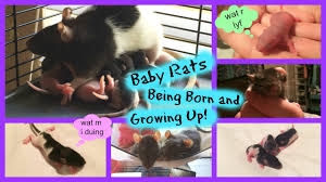 Baby Rats Being Born And Growing Up Youtube