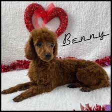 benny found his forever home with a