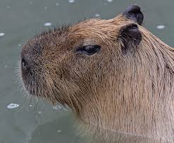 Here you can explore hq capybara transparent illustrations, icons and clipart with filter setting like size, type, color etc. Capybara San Diego Zoo Kids