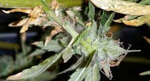 Spider mites could enter from outside, and they thrive in warm, dry places. Spider Mites Cannabis How To Identify Get Rid Of Them Quickly