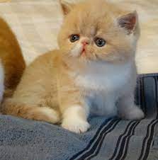Cats are best kept indoors and do well in an apartment or a house. Black Female Exotic Shorthair Exotic Shorthair Kitten For Sale In Springdale Arkansas Cat Bright Classifieds