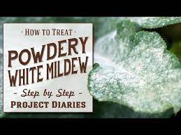 how to treat powdery white mildew a