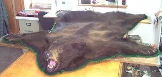 bear rugs and wall mounts