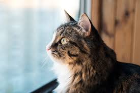 Most indoor cats are not sad that they can't go outside, because outside is not their territory. Are Outdoor Cats Happier Animal Humane Society