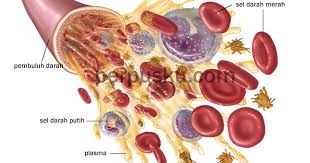 Plasma darah merupakan bagian yang cair dari darah yang pada umumnya terdiri dari air 91 92%; Positive Quotes