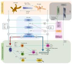 Neuroinflammation And Cytokine Abnormality In Major