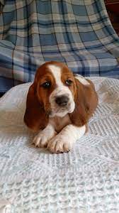 4 akc basset hound puppies available to take home on 1/21/21. Basset Hound Puppies For Sale Wilkesboro Nc 285352