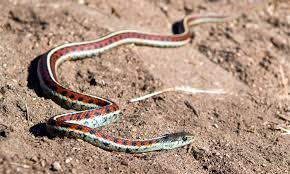 garter snakes in kansas az s