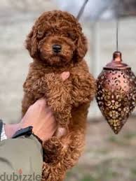 imported toy poodle puppies available