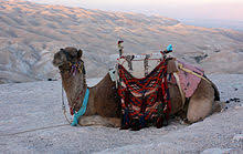 Dromedaries have only one hump, but they employ it to great effect. Dromedary Wikipedia