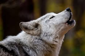 Wolves howl like humans, new voice recognition study shows