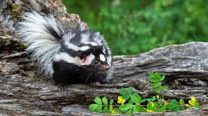 how to get rid of skunk smell cleaners