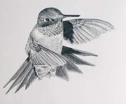 hummingbird birds drawings pictures