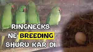 mere wild ringneck parrots ne 1st egg