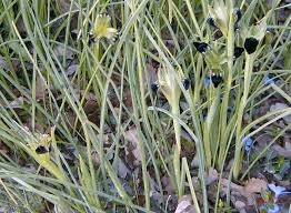 Iris tuberosa - Wikipedia
