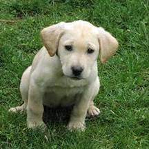 Dog breeders and puppies for sale in oregon. Marble Mountain Kennels Labrador Retriever