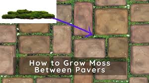 Grow Moss Between Pavers In Your Patio