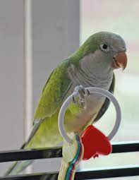 parrot toys what are we going to chew