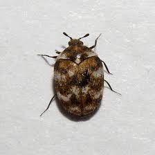 varied carpet beetle anthrenus