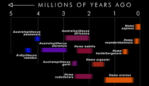 Exploratorium Evidence Hominid Timeline
