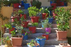 Ceramic Flower Pots With Plants