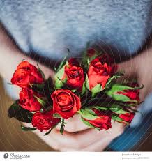 red roses for valentine s day a