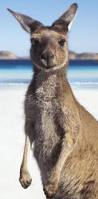 Image result for versace kangaroo