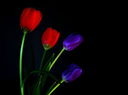 Uhd, 4kyou can download this motion graphics video on adobe stock here. Red And Blue Flowers Nature Background Wallpapers On Desktop Nexus Image 2118003