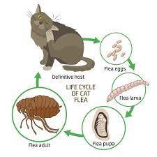 what attracts fleas to humans and pets
