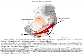 pelvic floor function dysfunction and