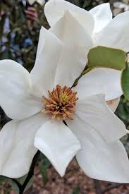 eternal spring magnolia free